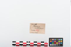 Etiketten zu Bronzenagelkopfnadel (NHMW-PRAE-024234)